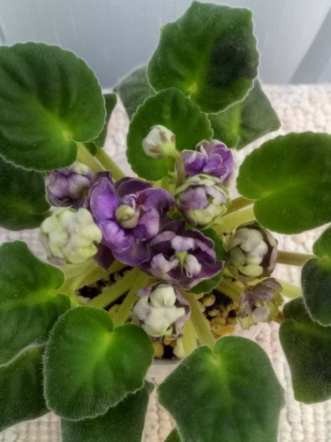 21 mai - ZZ TV Dikaja Slyva - TV Wild Plum