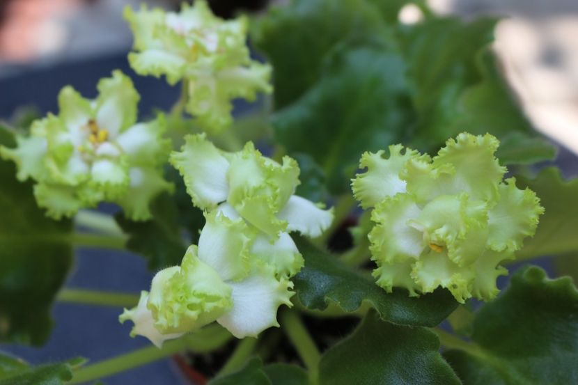 Irish Maiden - Irish Maiden