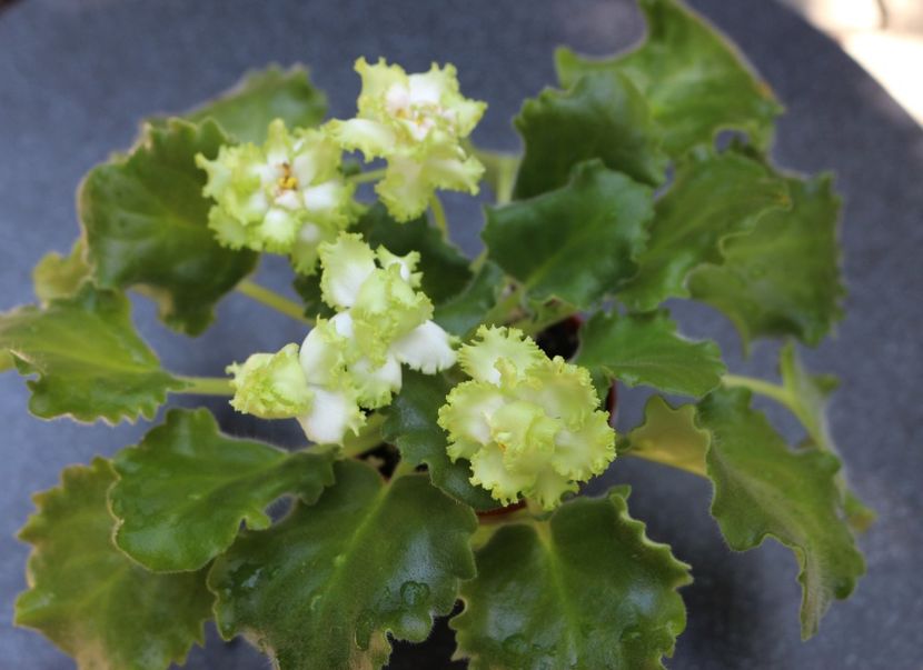 Irish Maiden - Irish Maiden