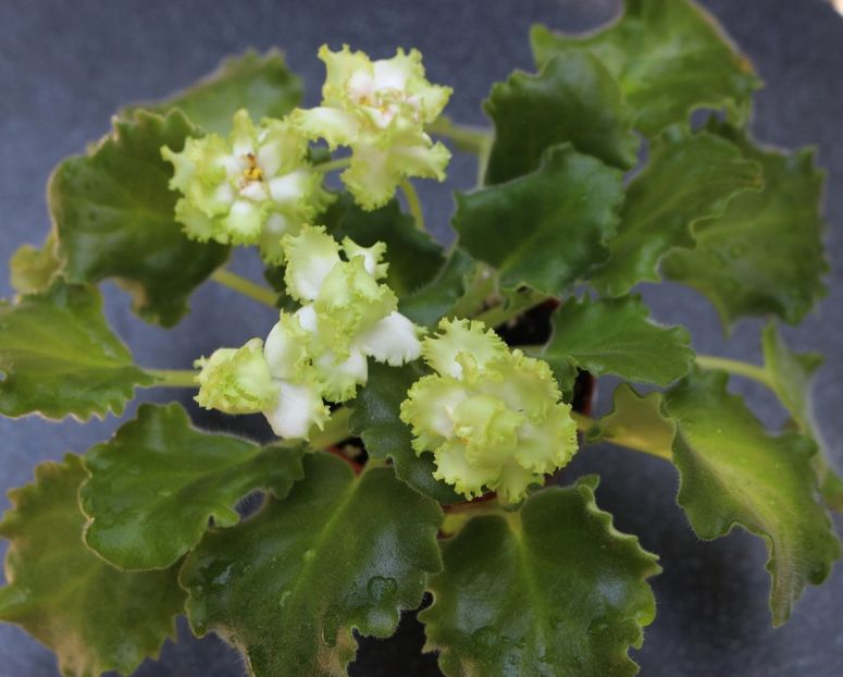 Irish Maiden - Irish Maiden