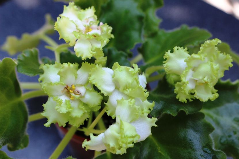 Irish Maiden - Irish Maiden