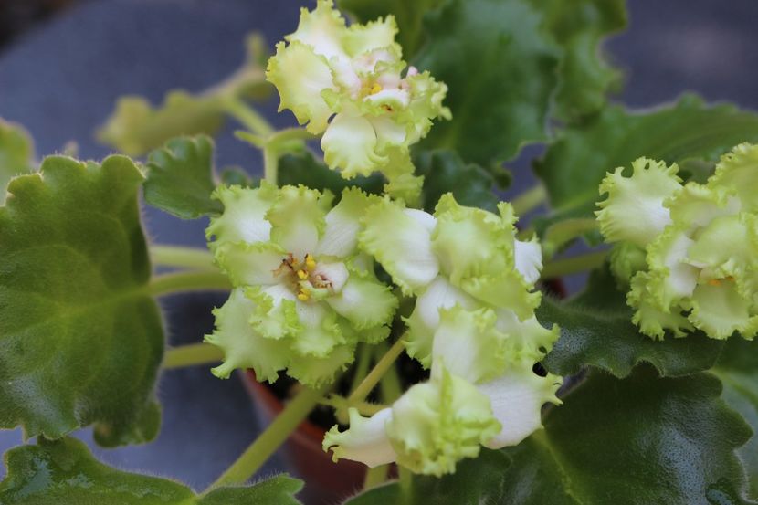 Irish Maiden - Irish Maiden