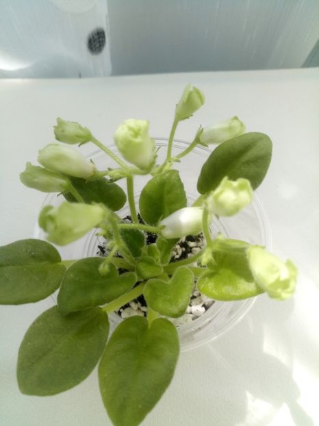 29 mai - Emerald Bells