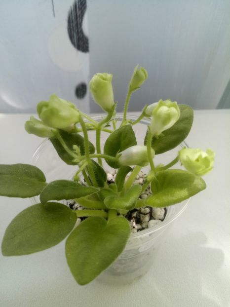 29 mai - Emerald Bells