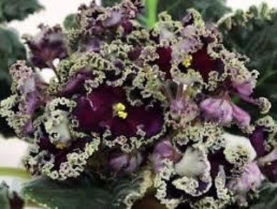 RS Don Juan - AA Violete in colecție poze net