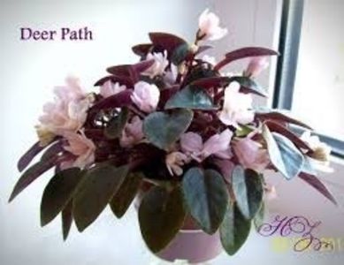  - AA Violete in colecție poze net