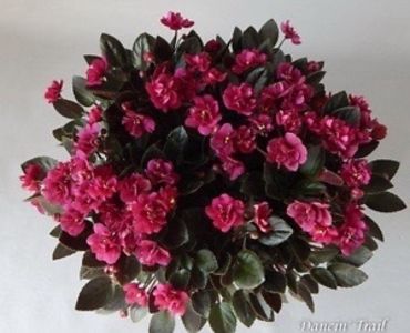 Dancing Trail - AA Violete in colecție poze net