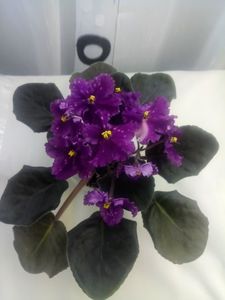 27 mai - Making Waves