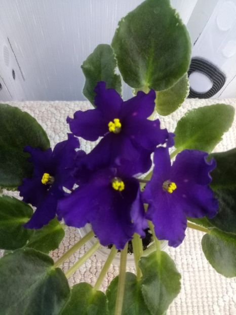 21 mai - ZZ LE Yuzhnaya Noch - LE South Night