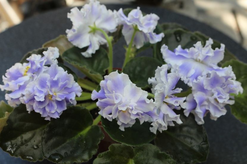 Goluboi Tuman - Goluboi Tuman