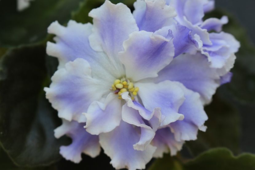 Goluboi Tuman - Goluboi Tuman