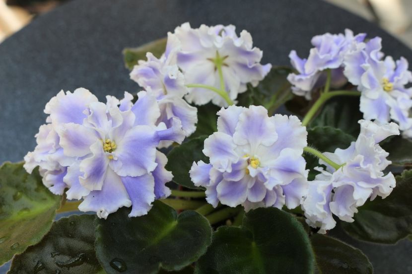 Goluboi Tuman - Goluboi Tuman