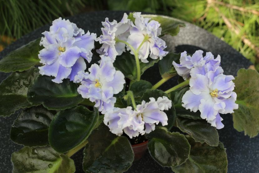 Goluboi Tuman - Goluboi Tuman