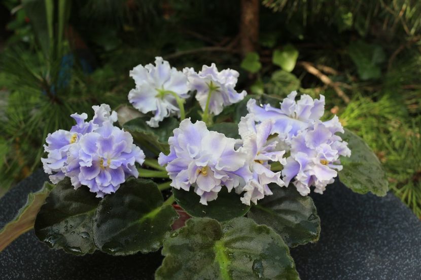 Goluboi Tuman - Goluboi Tuman