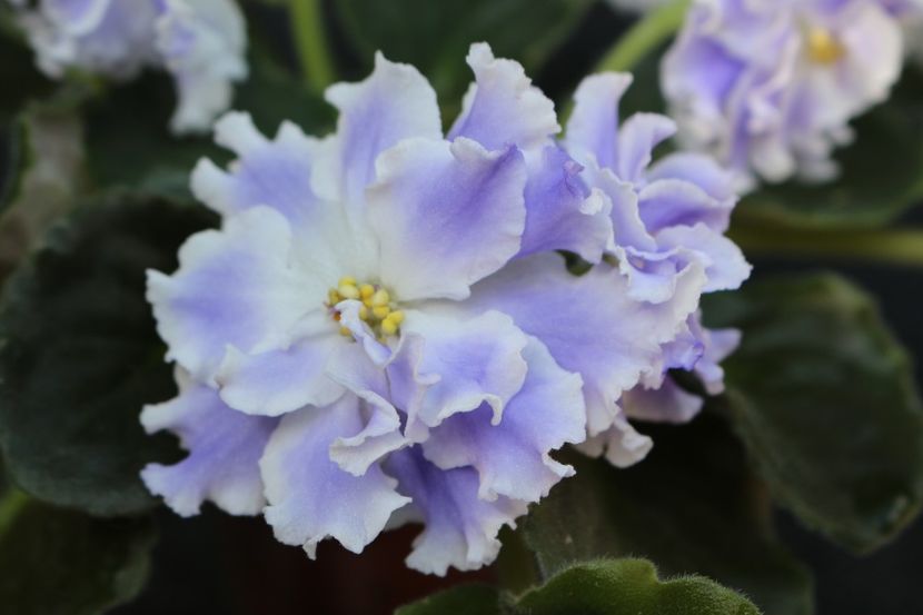 Goluboi Tuman - Goluboi Tuman