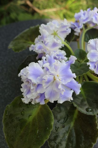 Goluboi Tuman - Goluboi Tuman