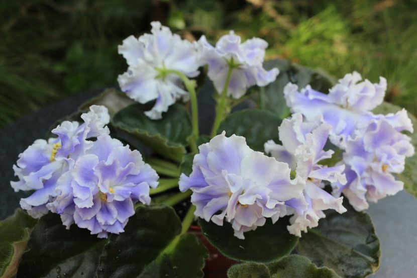 Goluboi Tuman - Goluboi Tuman