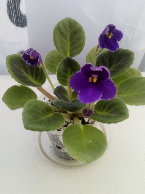 29 mai - Mac s Blue Moon