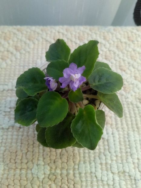 21 mai - ZZ RS Barkhatnyi Nariad