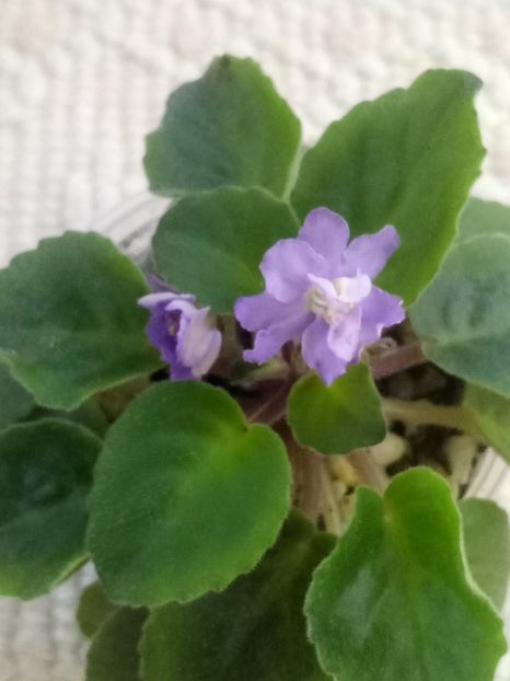 21 mai - ZZ RS Barkhatnyi Nariad