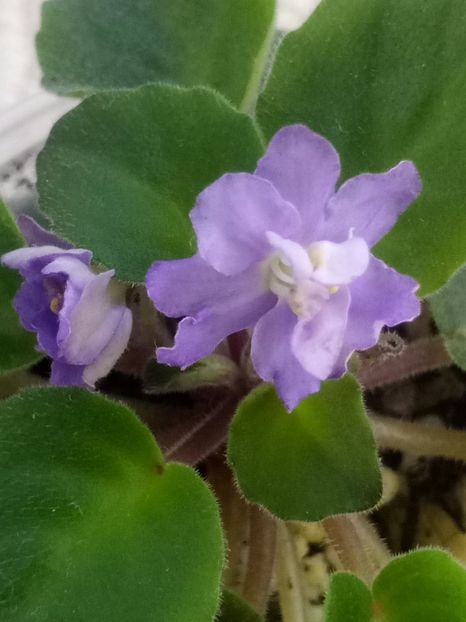 21 mai - ZZ RS Barkhatnyi Nariad