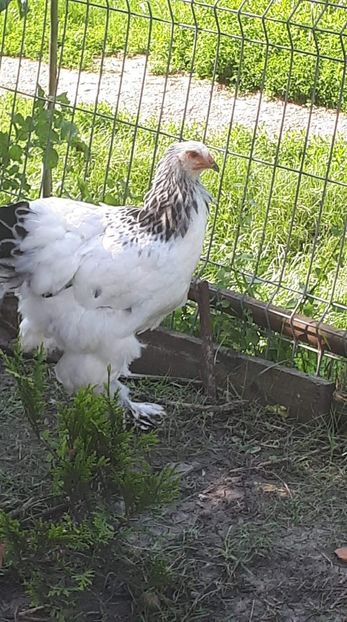 received_590100458060264 - Pui brahma 2019