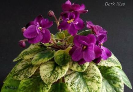 Dark Kiss - AA Violete in colecție poze net