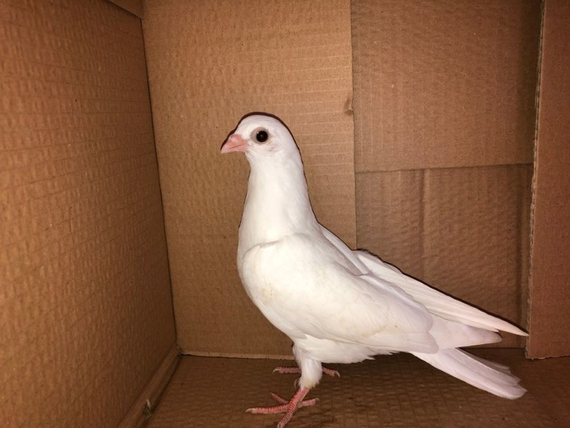 6927  mascul  2019 - Plecați ALBUM 2