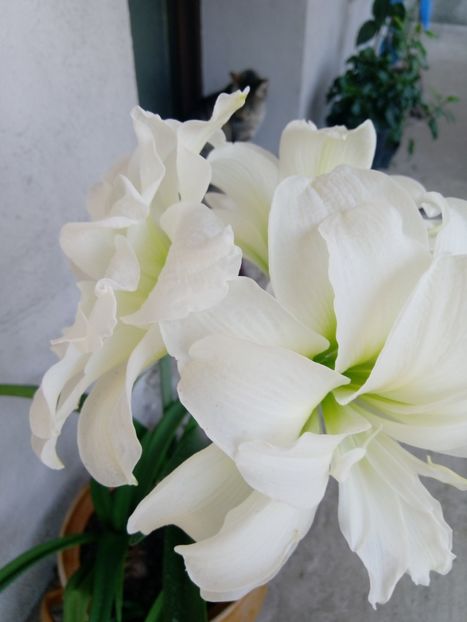 9 iunie - Amarilys 2019