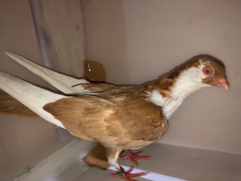 6866  femelă  2019 - Plecați ALBUM 2