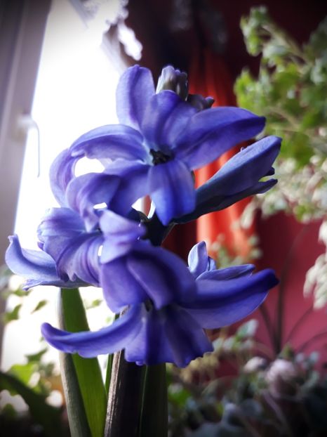  - Flori primavara 2019