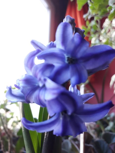  - Flori primavara 2019