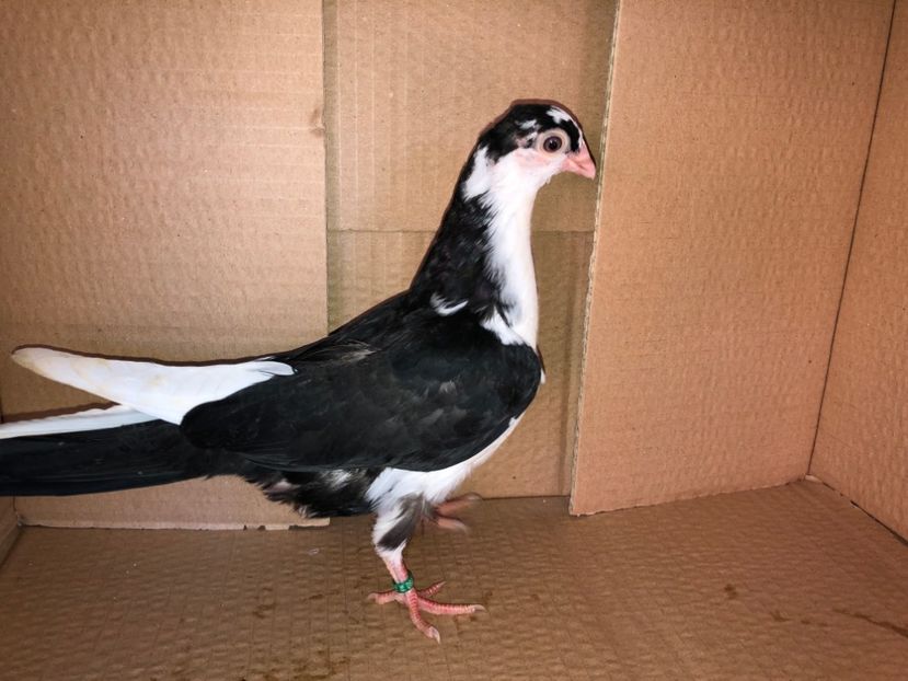 6902  mascul  2019 - Plecați ALBUM 2