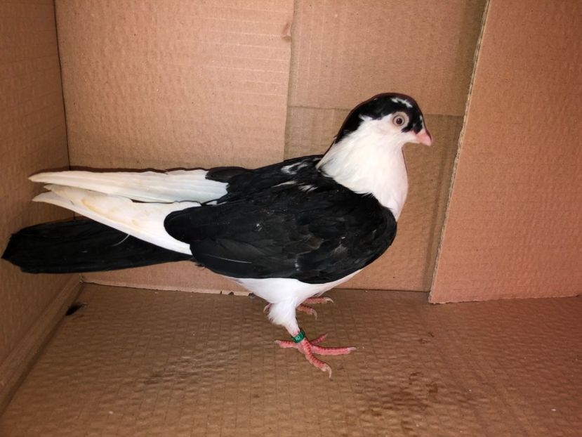 6893  mascul  2019 - Plecați ALBUM 2