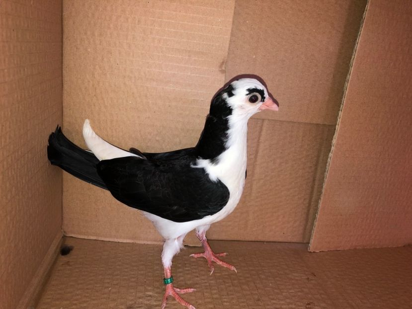 6947  femelă  2019 - Plecați ALBUM 2