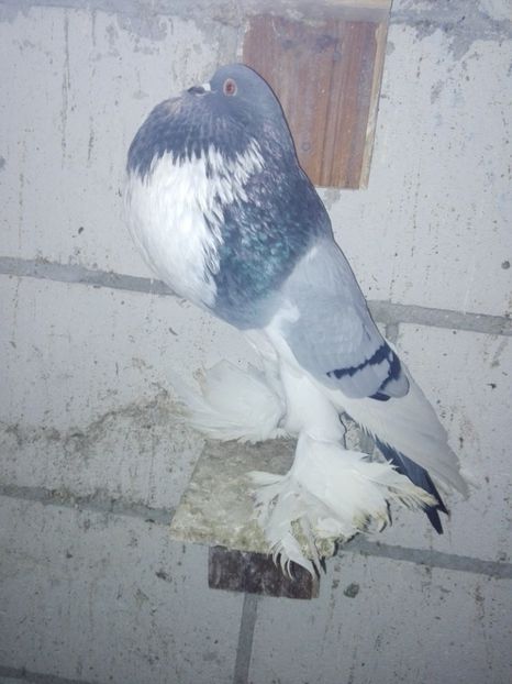 Mascul - Gusat pomerania 2019