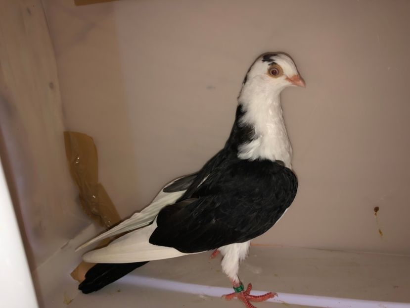 6858  femelă  2019 - Plecați ALBUM 2