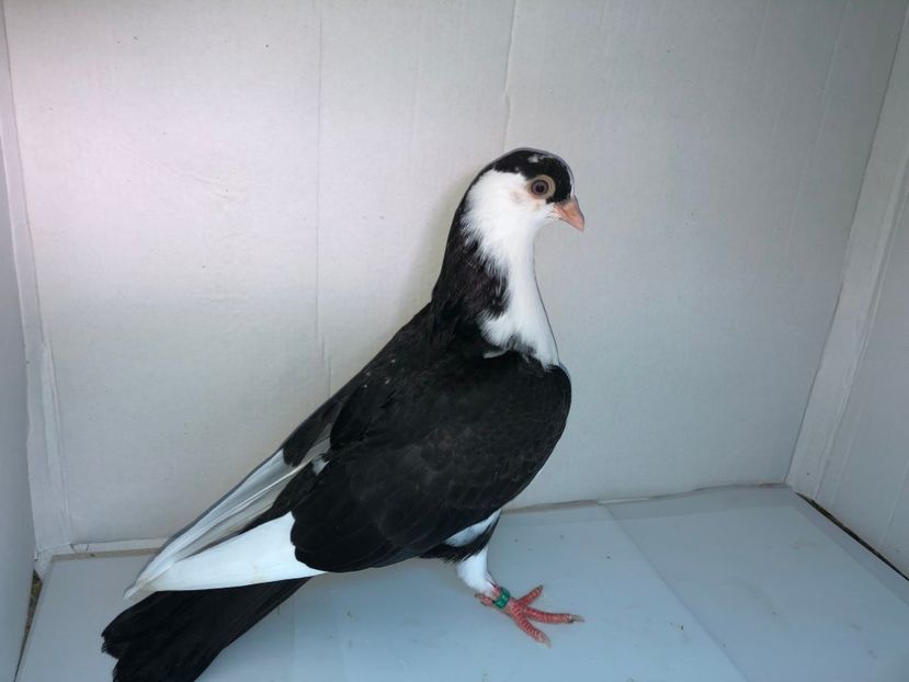 6821  mascul  2019 - Plecați ALBUM 2