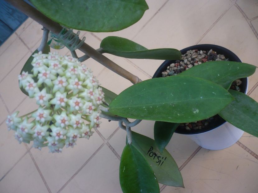 P1410783 - HOYA 2019