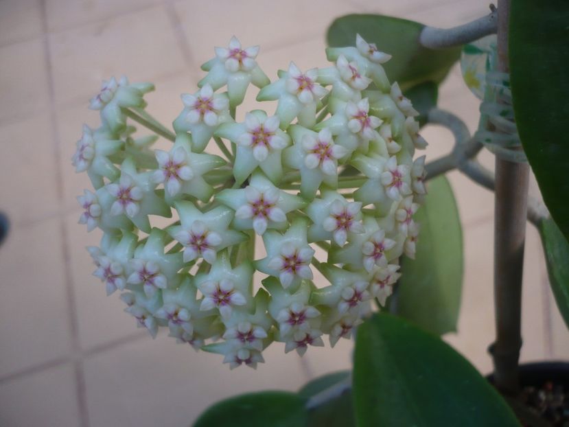 P1410784 - HOYA 2019