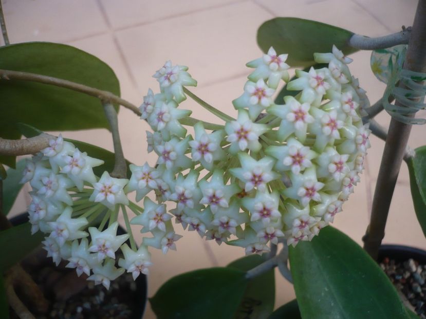 P1410786 - HOYA 2019