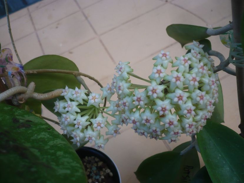 P1410787 - HOYA 2019