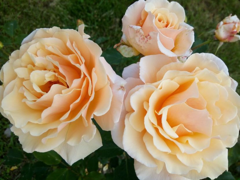  - Diamond Jubilee- aproape uscat