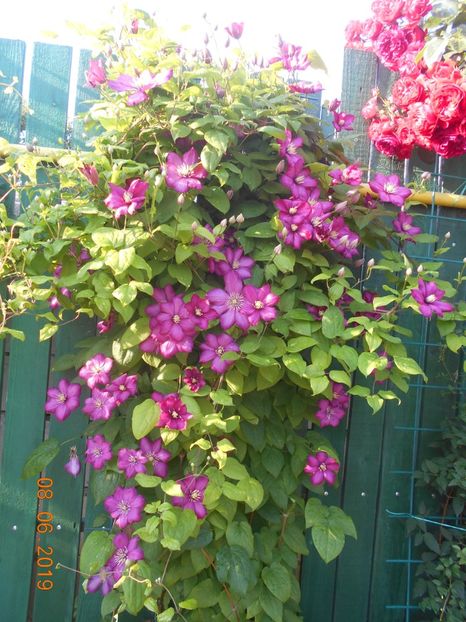  - 2Clematite 2019