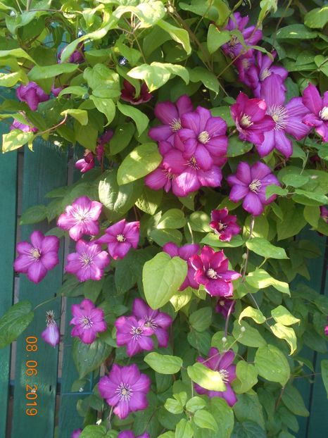  - 2Clematite 2019