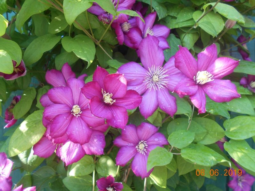  - 2Clematite 2019