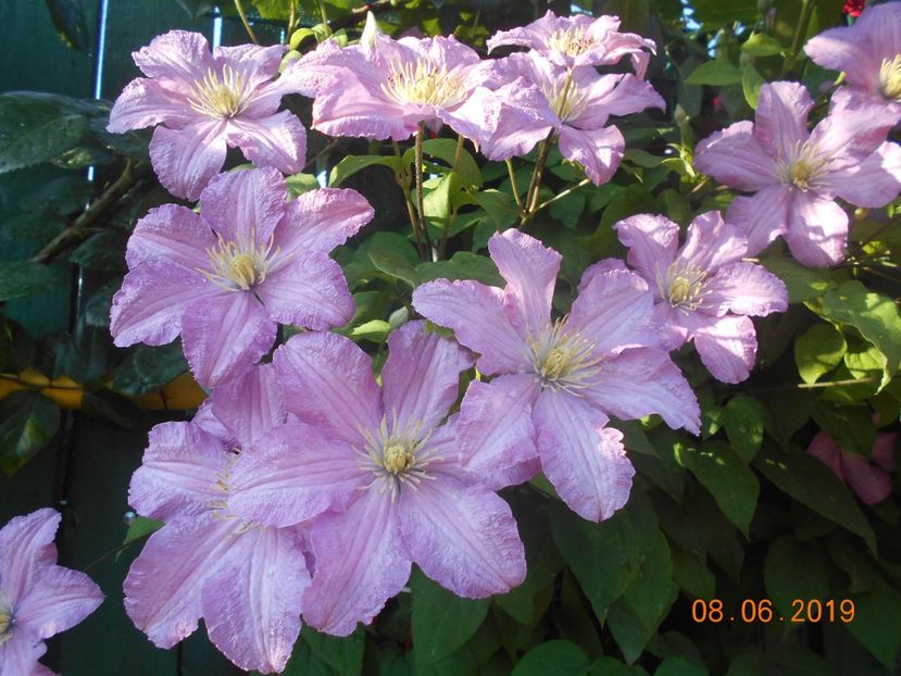  - 2Clematite 2019