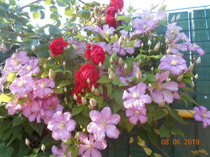  - 2Clematite 2019