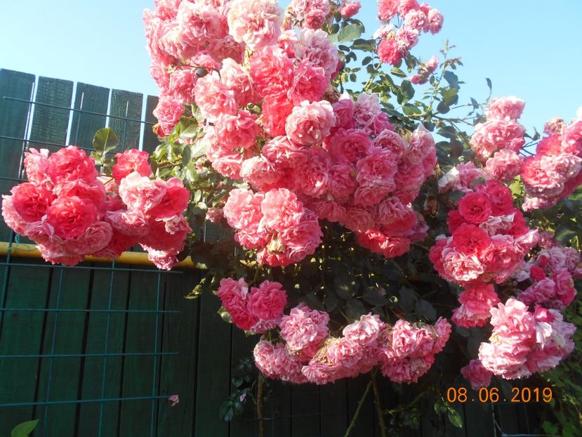  - Rosarium Uetersen