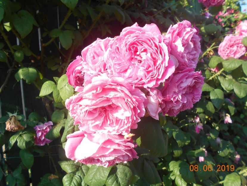  - Madame Isaac Pereire